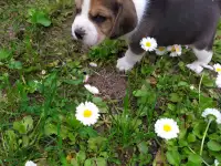 Щенки Бигля, фотография 4
