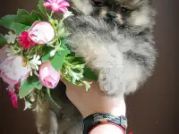 Померанский шпиц щенки. Мини мишки, фотография 4