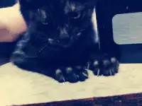 Отдам котенка, фотография 3