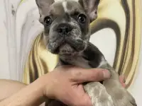 Щенок Французский бульдог, фотография 4