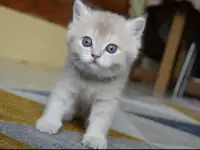 Шотландские прямоухие котята, фотография 10