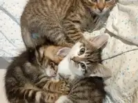 Отдам котят, ДАРОМ!