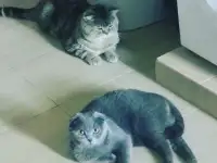 Шотландские котята, фотография 4
