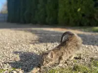 Котята в добрые руки, фотография 4