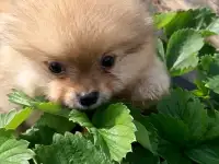 Помиранский  щпиц