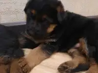 Немецкая овчарка
