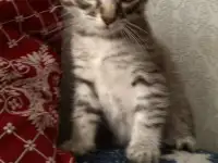 Котёнок в добрые руки, фотография 2