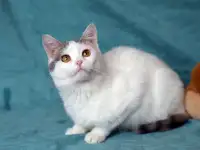 Марта ищет любящих и заботливых хозяев