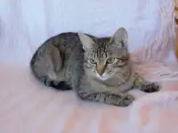 Полосатый котенок Лёлик спасен с улицы и ищет дом и любящую семью!, фотография 10