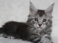 Очаровательная кошечка Мейн-кун!!!, фотография 5