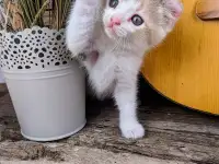 Котята Американский кёрл, фотография 5