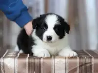 бордер колли, фотография 3