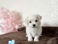 Щенки мальтезе