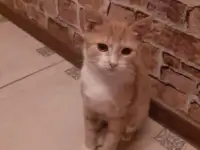 домашние животные