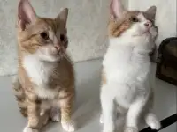 КОТЕНОК, фотография 2