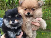 Щенки померанский шпиц