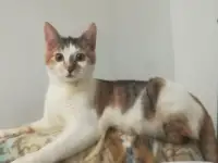Отдам в добрые руки, фотография 4