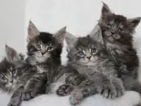 Котята мейн-кун!, фотография 6