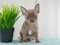 Лиловые мальчики чихуахуа, фотография 2