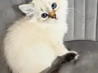 Котята Невские Маскарадные, фотография 2