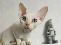Кошка Девон рекс, фотография 5