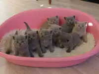 Брытанскя кароткашэрсныя кацяняты даступныя зараз.