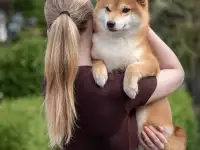Щенки Сиба Ину, фотография 4