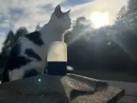 Котёнок ищет дом!, фотография 2