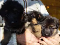 Щенки немецкой овчарки, фотография 2