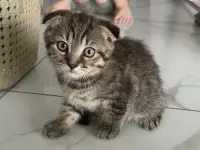 Шотландские котята мальчики вислоухий и прямоухий, фотография 3