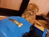 Шотландские котята, фотография 1