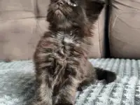 Котята Мейн-кун девочки, фотография 5