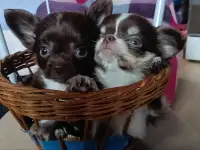 Чихуахуа мини ,мальчики, фотография 6