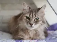 Серая пушистая кошка Шелли в самые добрые ручки!, фотография 9