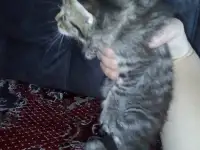 Маленькие котята ищут дом, фотография 2
