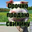 Срочно продаю поросят, хряка