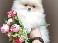 Померанский шпиц, щенки. Мини мишки, фотография 3