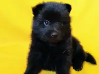 Шипперке, фотография 9