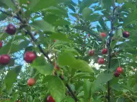 Продам участок в садовом товариществе, Молодеченский р-он, Красненский с/с, с/т РАМОНОК МАЗ, фотография 5