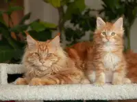 мальчик породы Мейн-кун, фотография 9