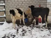 Продам2 тёлки живым весом по 5руб за кг, фотография 3