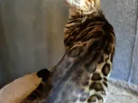 Вязка бенгальских кошек, фотография 4