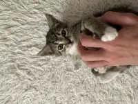 Котёнок, фотография 7