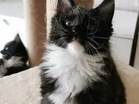 Котятa Мейн Куны из серцифицированного питомника, фотография 2
