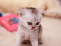 Котята шотландские, фотография 4