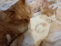 отдам котенка в хорошие руки