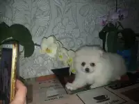 Шпиц щенки, фотография 5