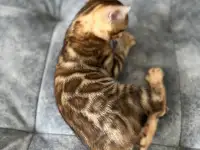 Продам бенгальских котят, фотография 2