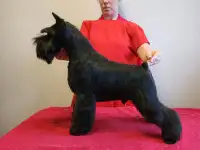 Щенок цвергшнауцера