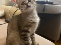 Котенок ТИШКА ищет дом, фотография 2